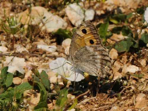 Pseudochazara orestes