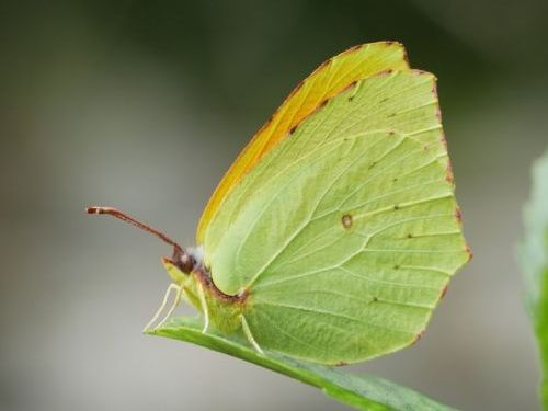 Gonepteryx maderensis