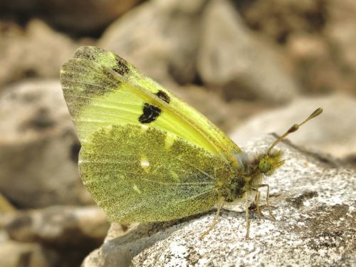 Euchloe bazae iberae