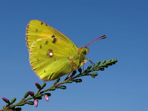 Colias myrmidone