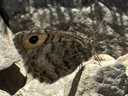 Pseudochazara williamsi