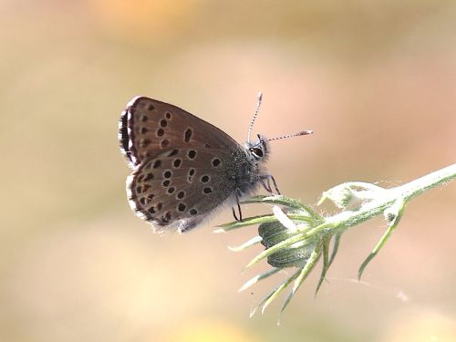 Pseudophilotes barbagiae